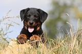 BEAUCERON - PUPPIES 121